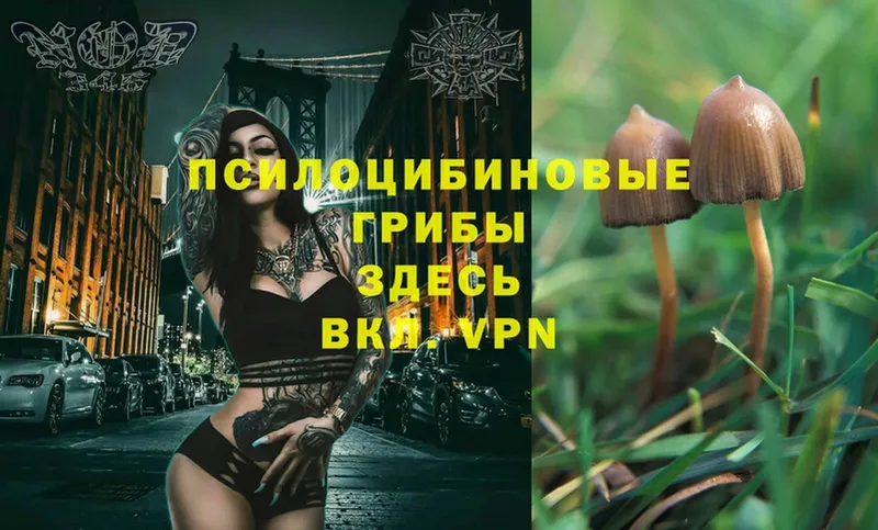 Псилоцибиновые грибы Cubensis  Дагестанские Огни 